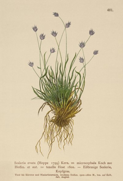 Sesleria by German School